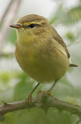 Willow Warbler