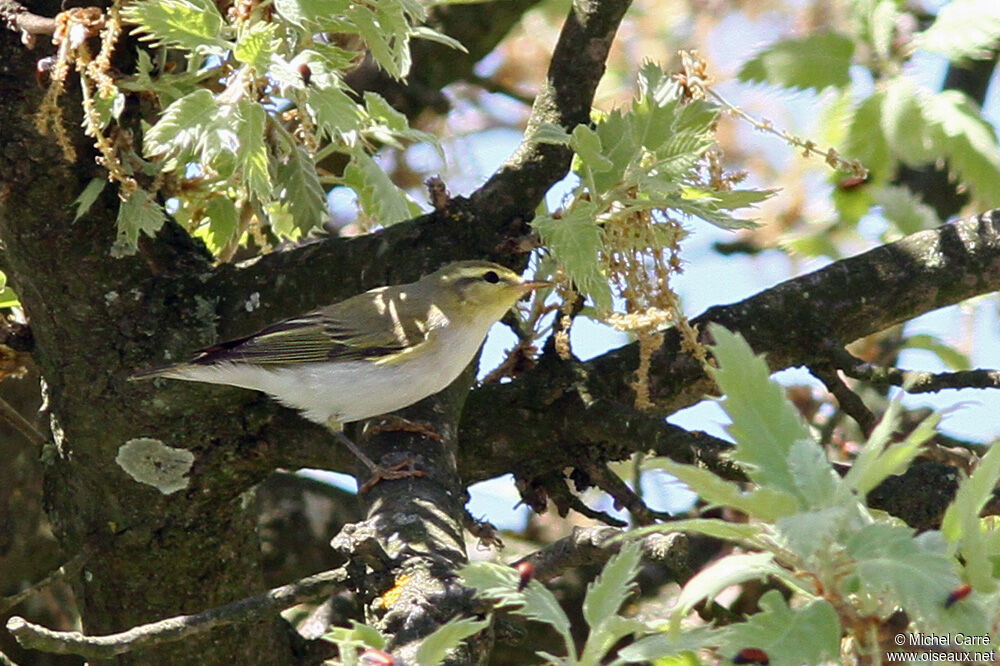 Wood Warbler