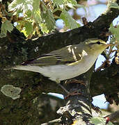 Wood Warbler