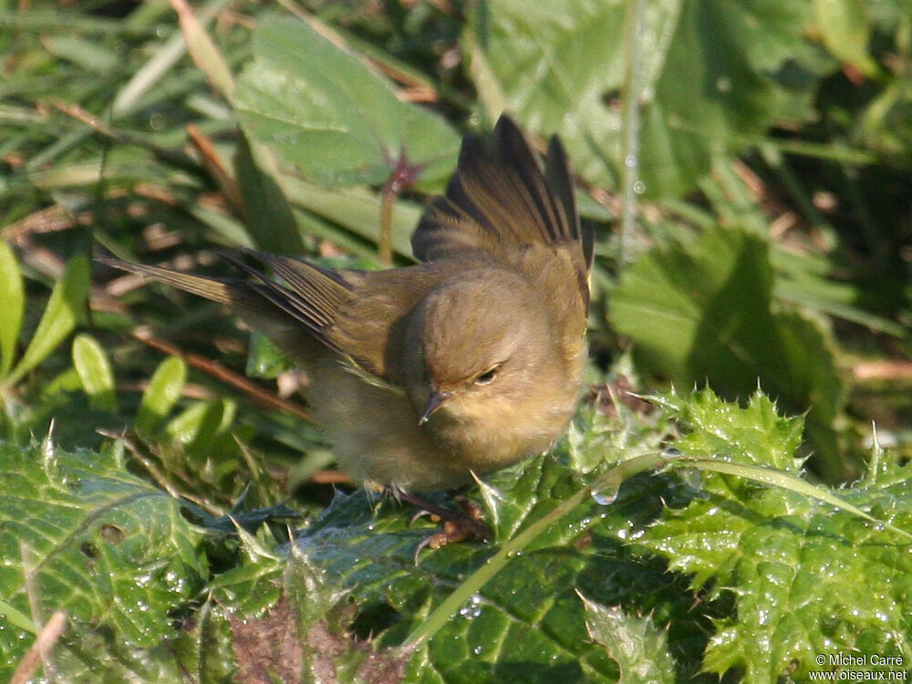 Common Chiffchaff