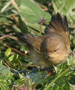 Common Chiffchaff