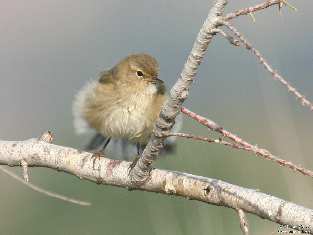 Common Chiffchaff