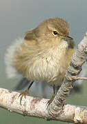 Common Chiffchaff