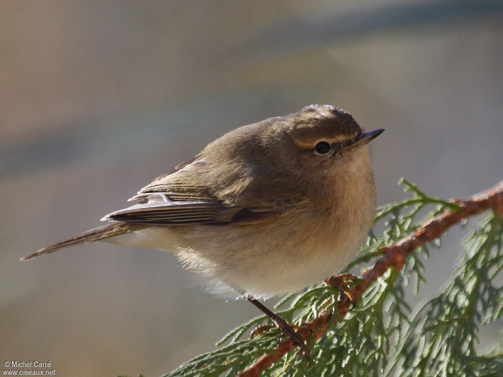 Common Chiffchaff