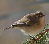 Common Chiffchaff