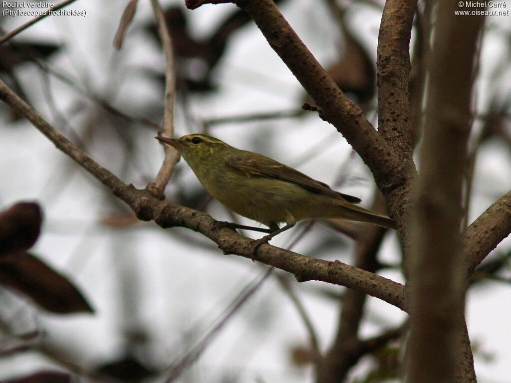 Greenish Warbleradult