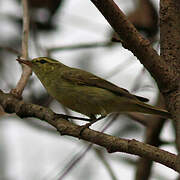 Greenish Warbler