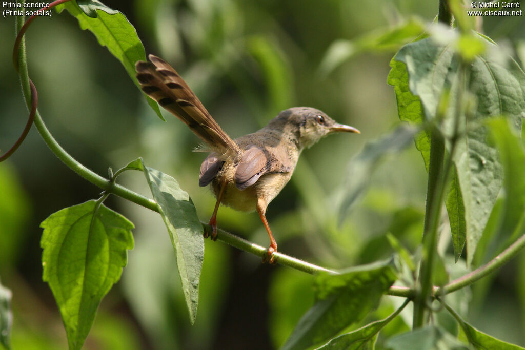 Ashy Prinia