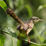 Prinia cendrée