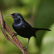 Indian Robin