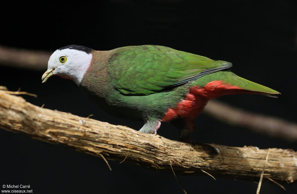 Black-naped Fruit Dove male adult