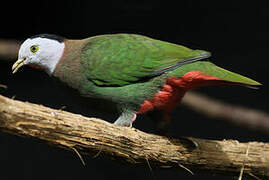 Black-naped Fruit Dove