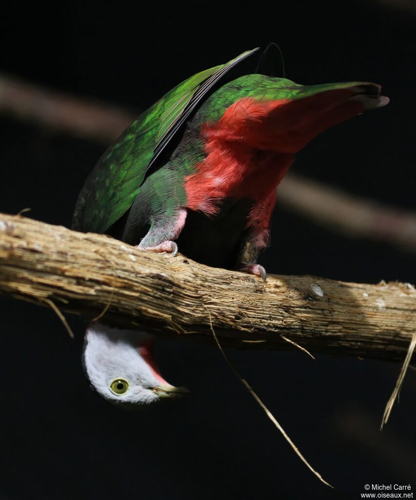 Black-naped Fruit Dove male adult