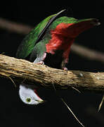 Black-naped Fruit Dove