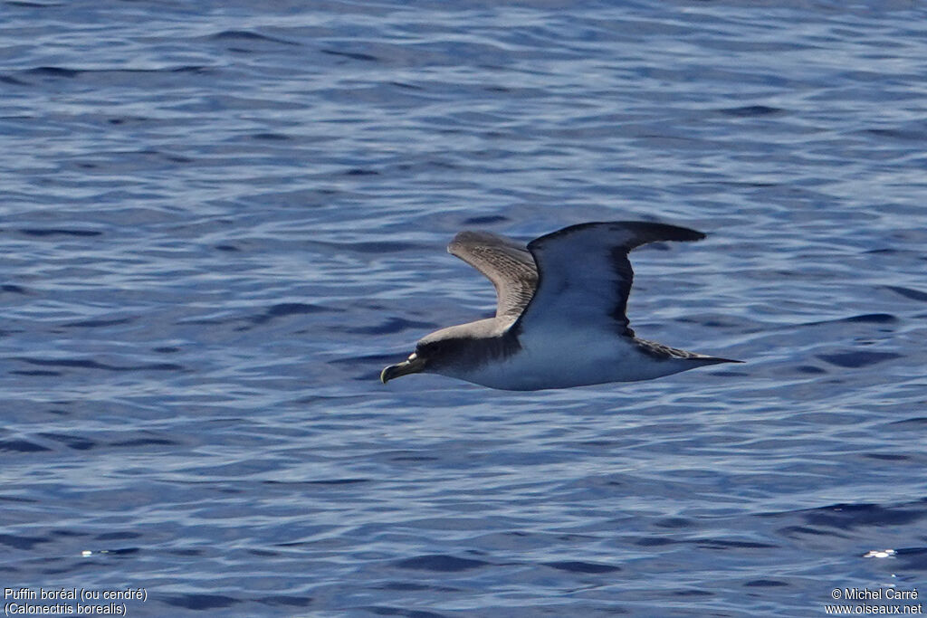 Cory's Shearwateradult, Flight