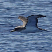 Cory's Shearwater