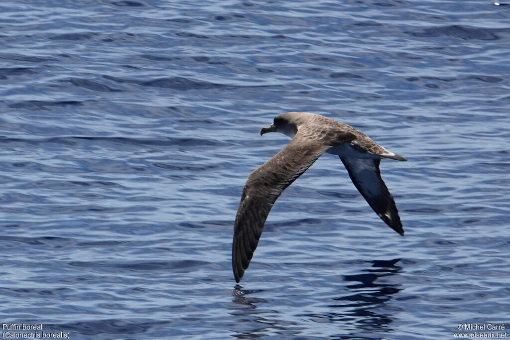 Cory's Shearwater