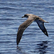 Cory's Shearwater