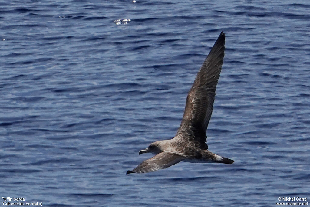 Cory's Shearwater