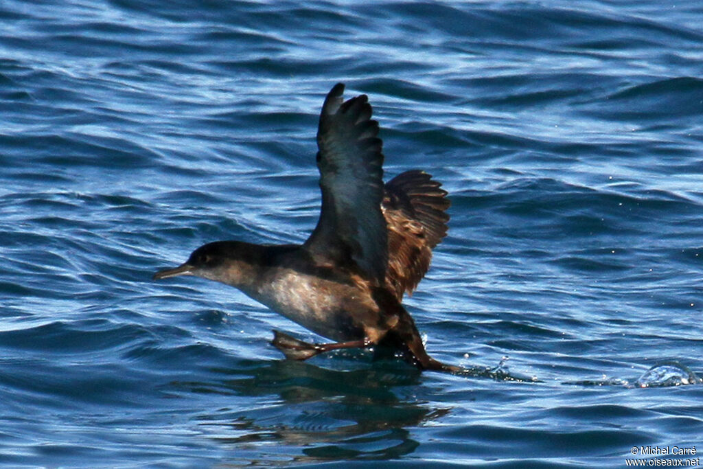 Balearic Shearwater