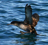 Balearic Shearwater