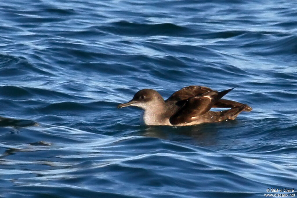 Puffin des Baléares