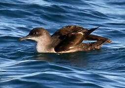 Balearic Shearwater