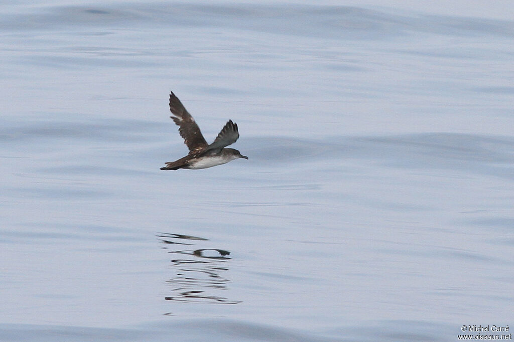 Puffin des Baléares