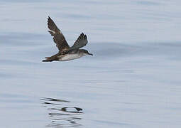 Balearic Shearwater