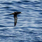 Puffin fuligineux