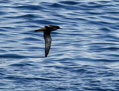 Sooty Shearwater