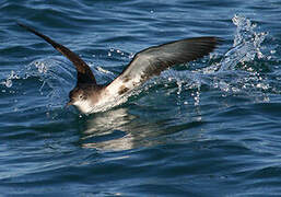 Yelkouan Shearwater