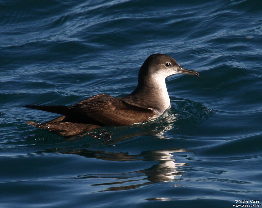 Puffin yelkouan, identification