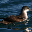 Puffin yelkouan