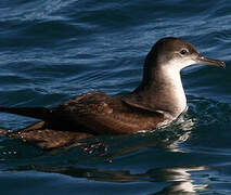 Yelkouan Shearwater