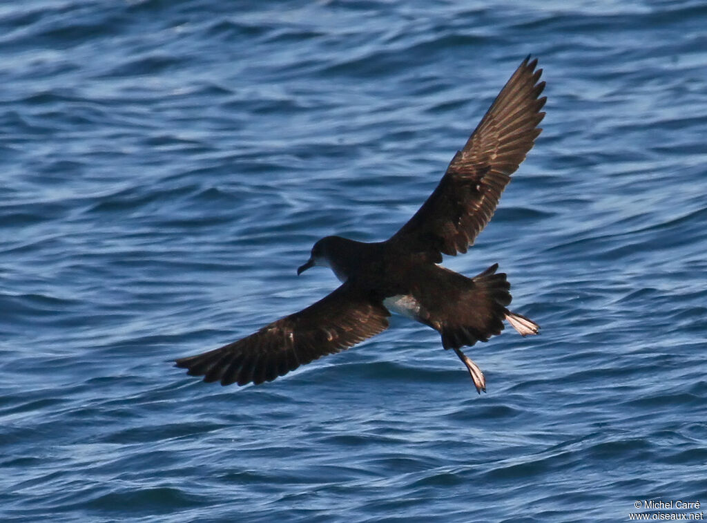 Yelkouan Shearwater