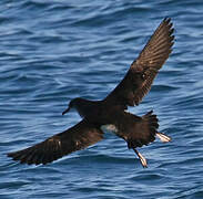 Yelkouan Shearwater