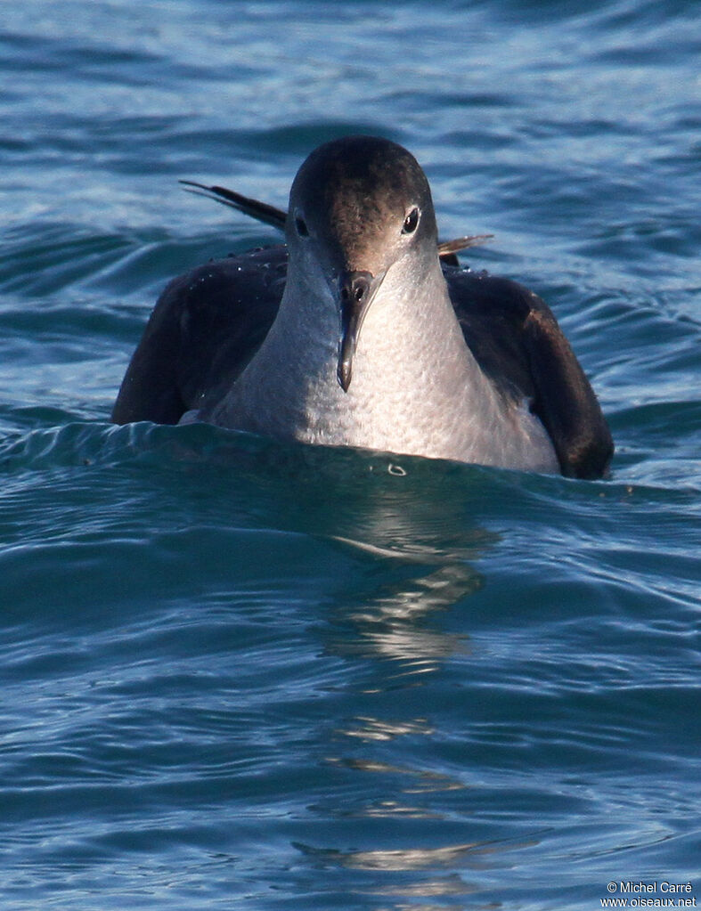 Yelkouan Shearwater