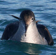 Yelkouan Shearwater