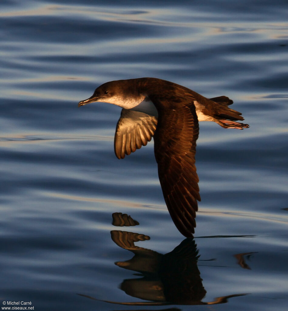 Yelkouan Shearwater