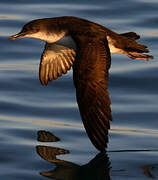 Yelkouan Shearwater