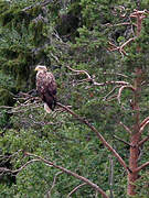 White-tailed Eagle