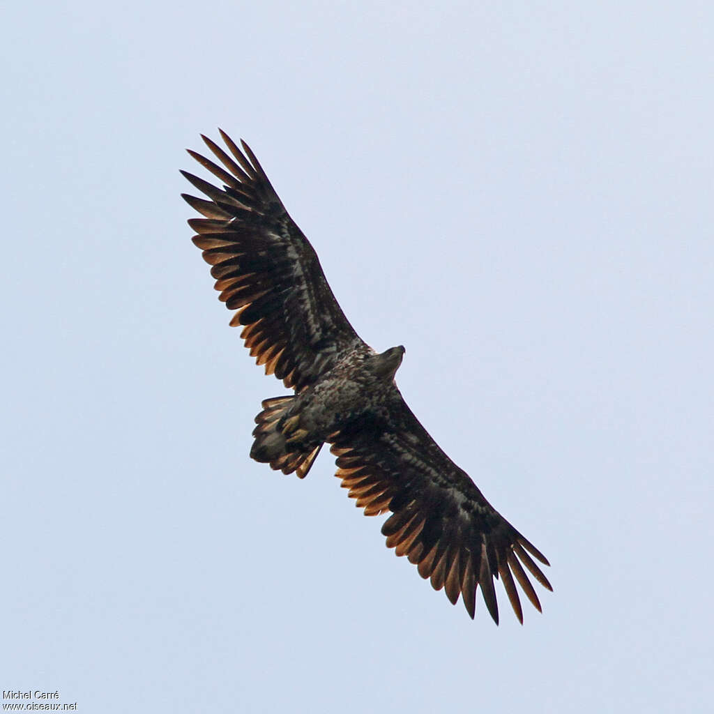 White-tailed EagleSecond year, Flight