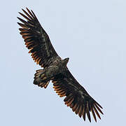 White-tailed Eagle