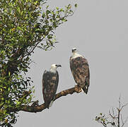 White-bellied Sea Eagle