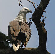 White-bellied Sea Eagle