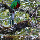 Quetzal resplendissant