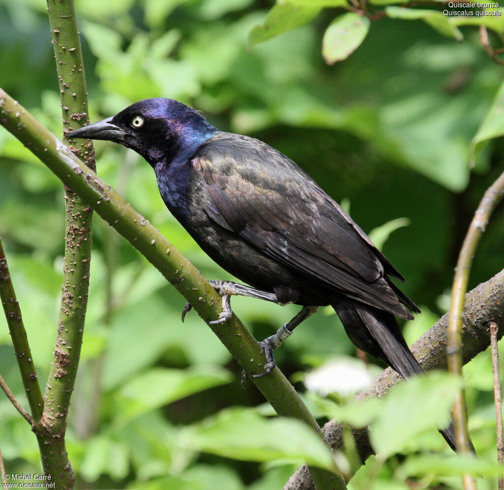 Common Grackle male adult