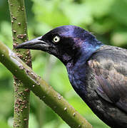 Common Grackle