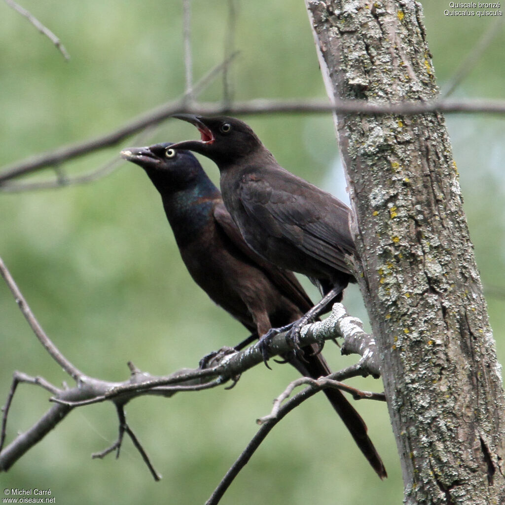 Quiscale bronzéjuvénile, identification